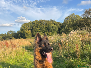 German Shepherd dogs German Shepherd for sale: Rocco - Advert 17