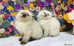 Ragdoll cats for sale: Beautiful Ragdoll Kittens  - Image 4