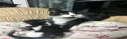 Mixed Breed cats for sale: 3 beautiful kittens for sale!!! - Advert 2