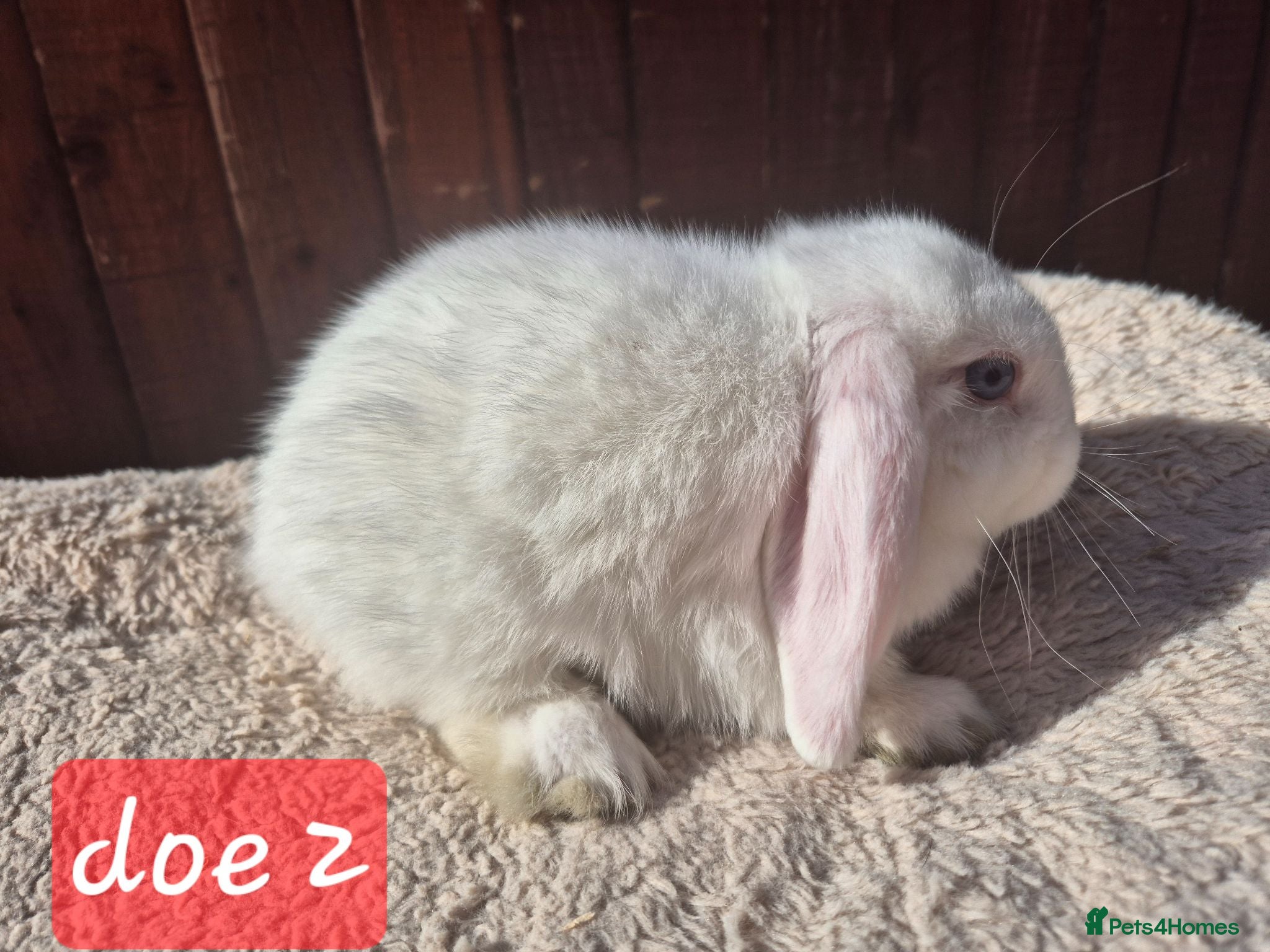 Mini Lop rabbits Gorgeous mini lops ready next week  - Advert 2