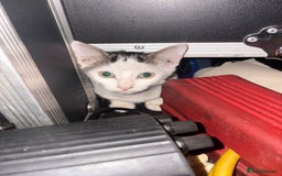 Mixed Breed cats for sale: 2 beautiful for kittens for sale  - Image 4