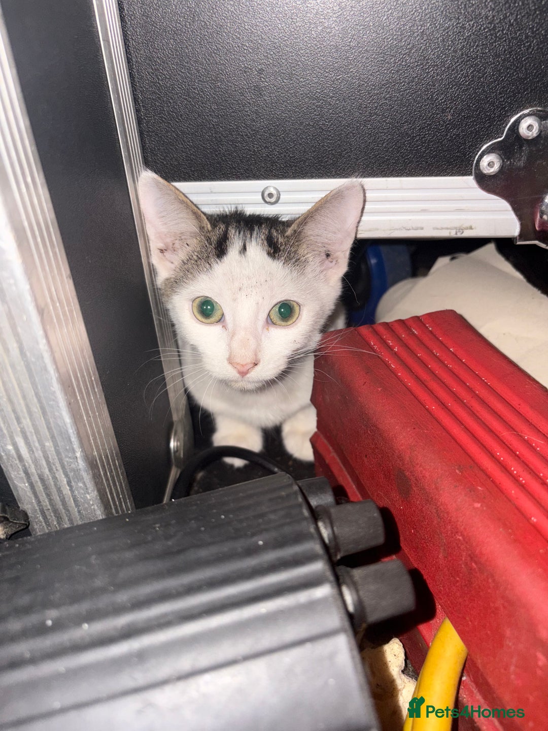 Mixed Breed cats for sale: 2 beautiful for kittens for sale  - Image 4