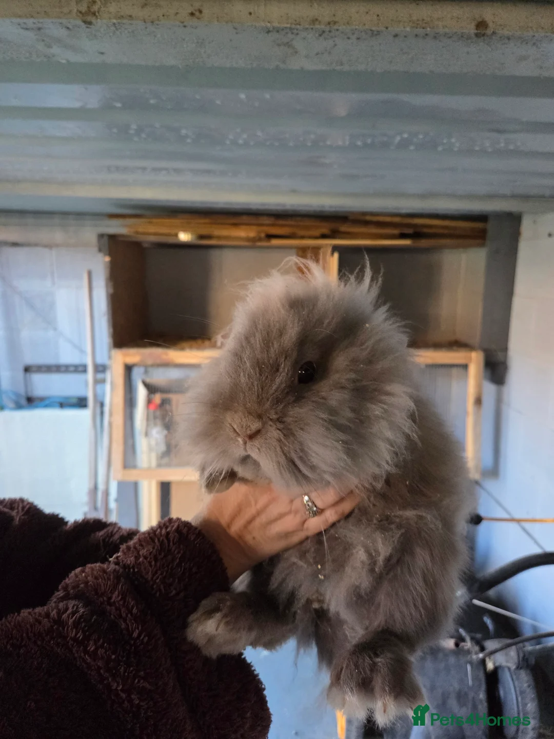 Mixed Breed rabbits for sale: Mini lop and lion head female rabbits - Advert 2