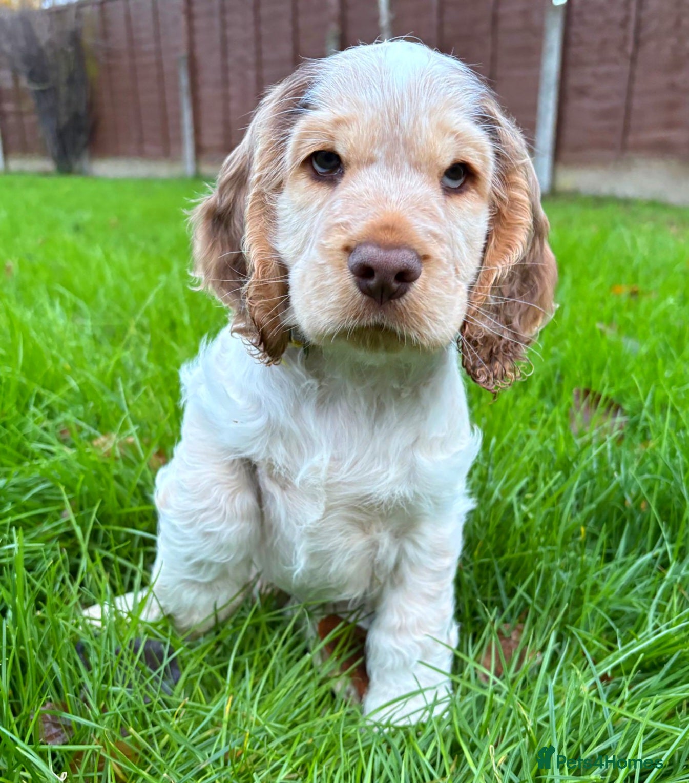Cocker Spaniel dogs Show Cocker Spaniel * Simbawood  - Advert 18