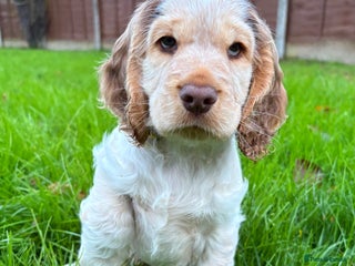 Cocker Spaniel dogs KC Show Cocker Spaniel * Simbawood - Advert 18