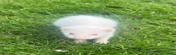 Ferret rodents for sale:     Baby Ferrets – Boys & Girls Available - Advert 7