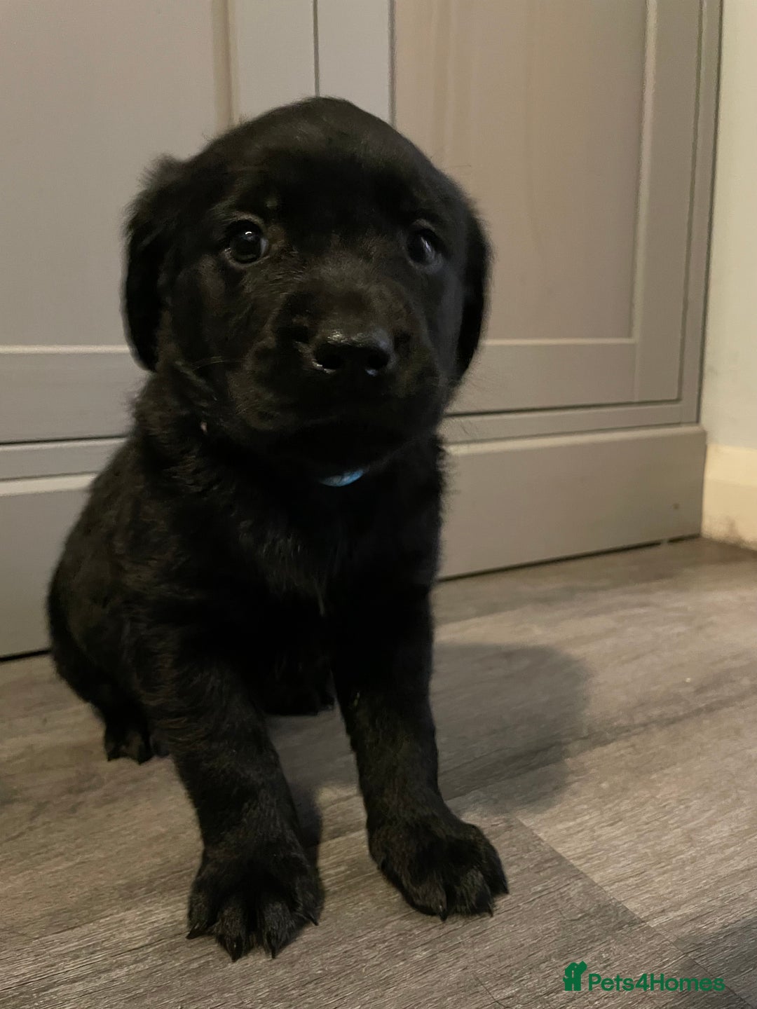 Goldador dogs for sale: Extensively health tested Goldador puppies - Advert 15