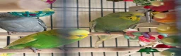 Budgerigars birds for sale: Budgies in Tipton - Advert 2
