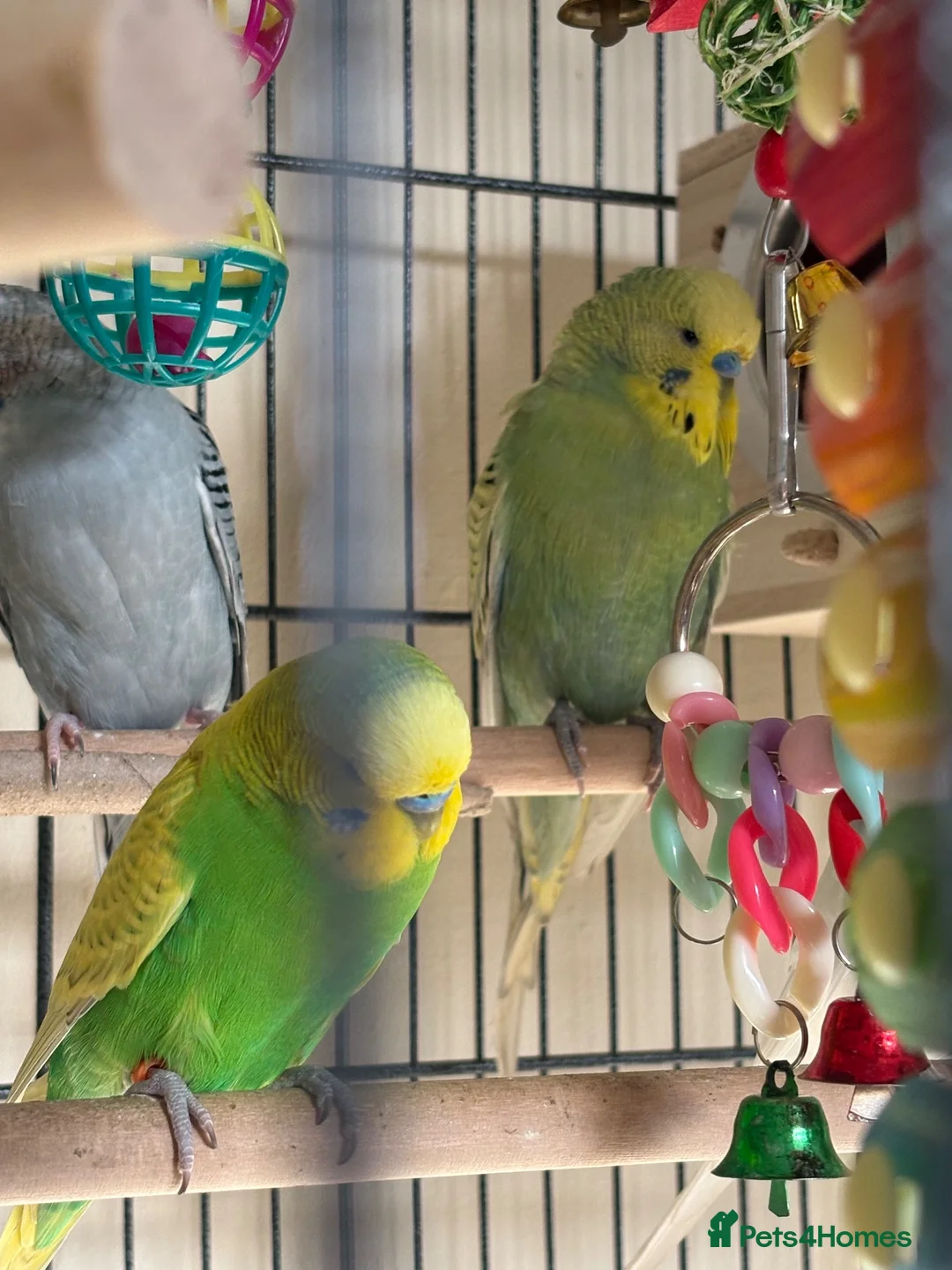 Budgerigars birds for sale: Budgies in Tipton - Advert 2
