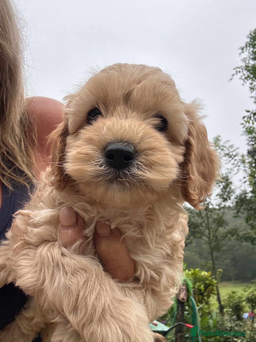 Cockapoo dogs for sale: Lovely litter cockapoo  - Image 26