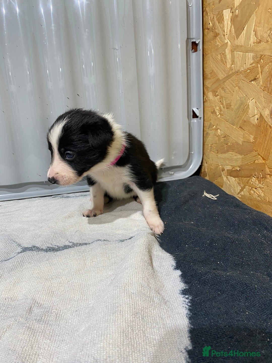 Border Collie dogs for sale: Beautiful border collie pups  - Advert 33