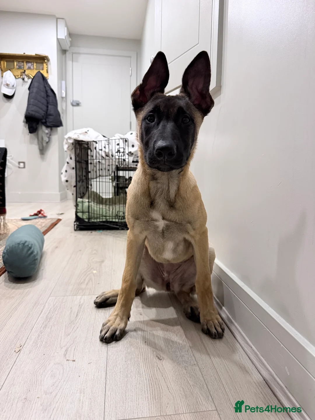 Belgian Shepherd Dog dogs for sale: Belgium Malabar puppy in London - Advert 2