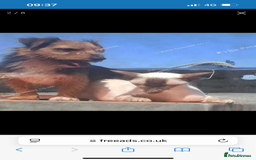 Mixed Breed dogs for sale: Border Terrier x Jack Russell - Advert 4