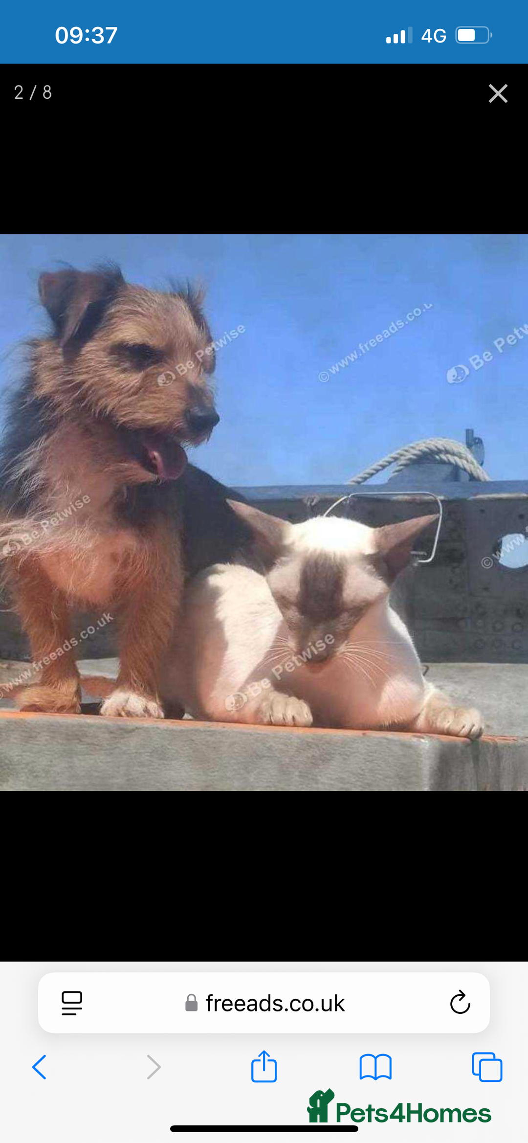 Mixed Breed dogs for sale: Border Terrier x Jack Russell - Advert 4