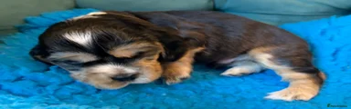 Cocker Spaniel Puppy 1