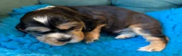 Cocker Spaniel dogs for sale: Outstanding show cocker spaniels - KC in Leicester - Advert 30