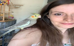 Cockatiels birds for sale: Hand Reared Cockatiel  - Image 3
