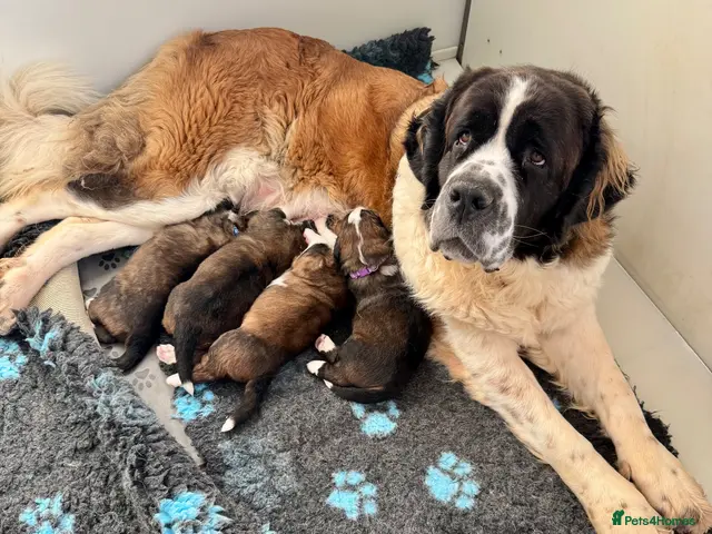Bernese Mountain Dog dogs for sale: 4 gorgeous st Bernese puppies - Advert 12