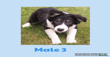 Border Collie dogs - Advert 19