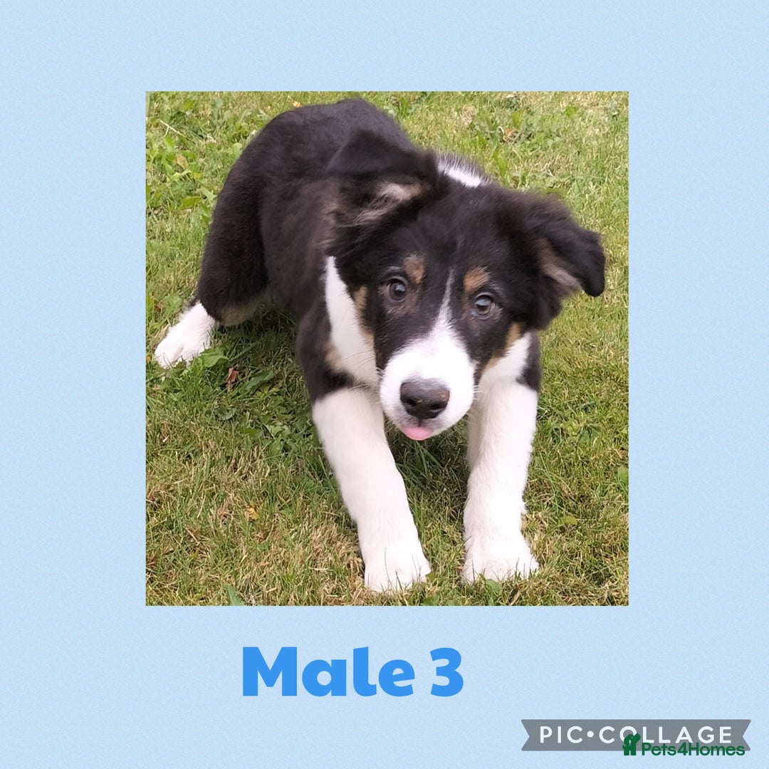 Border Collie dogs for sale: Border collie puppies  - Image 3
