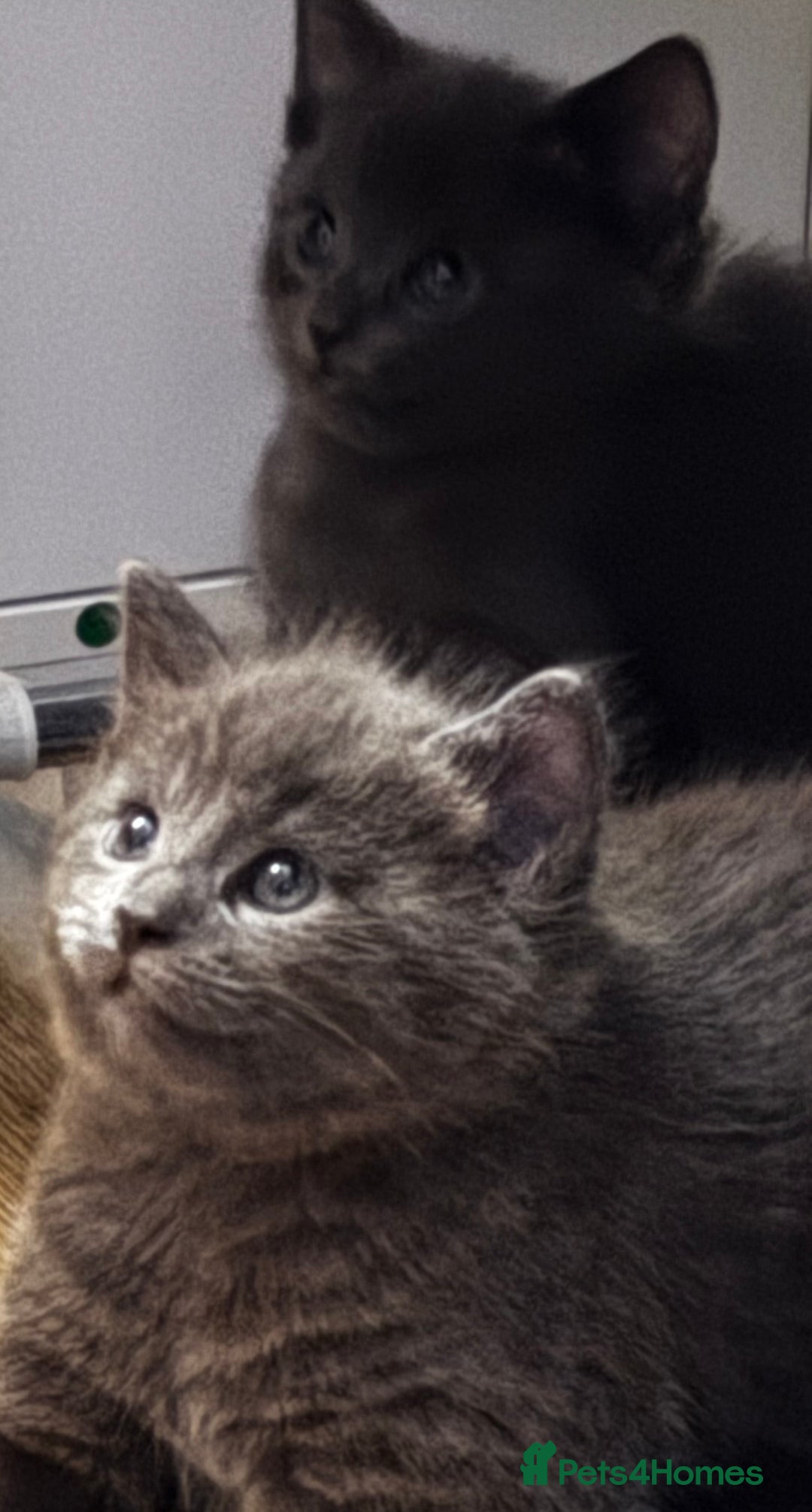 Mixed Breed cats for sale: Beautiful kittens for sale - Advert 3