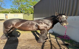 Other Breed horses for sale: Dales x Cob for sale - Image 6