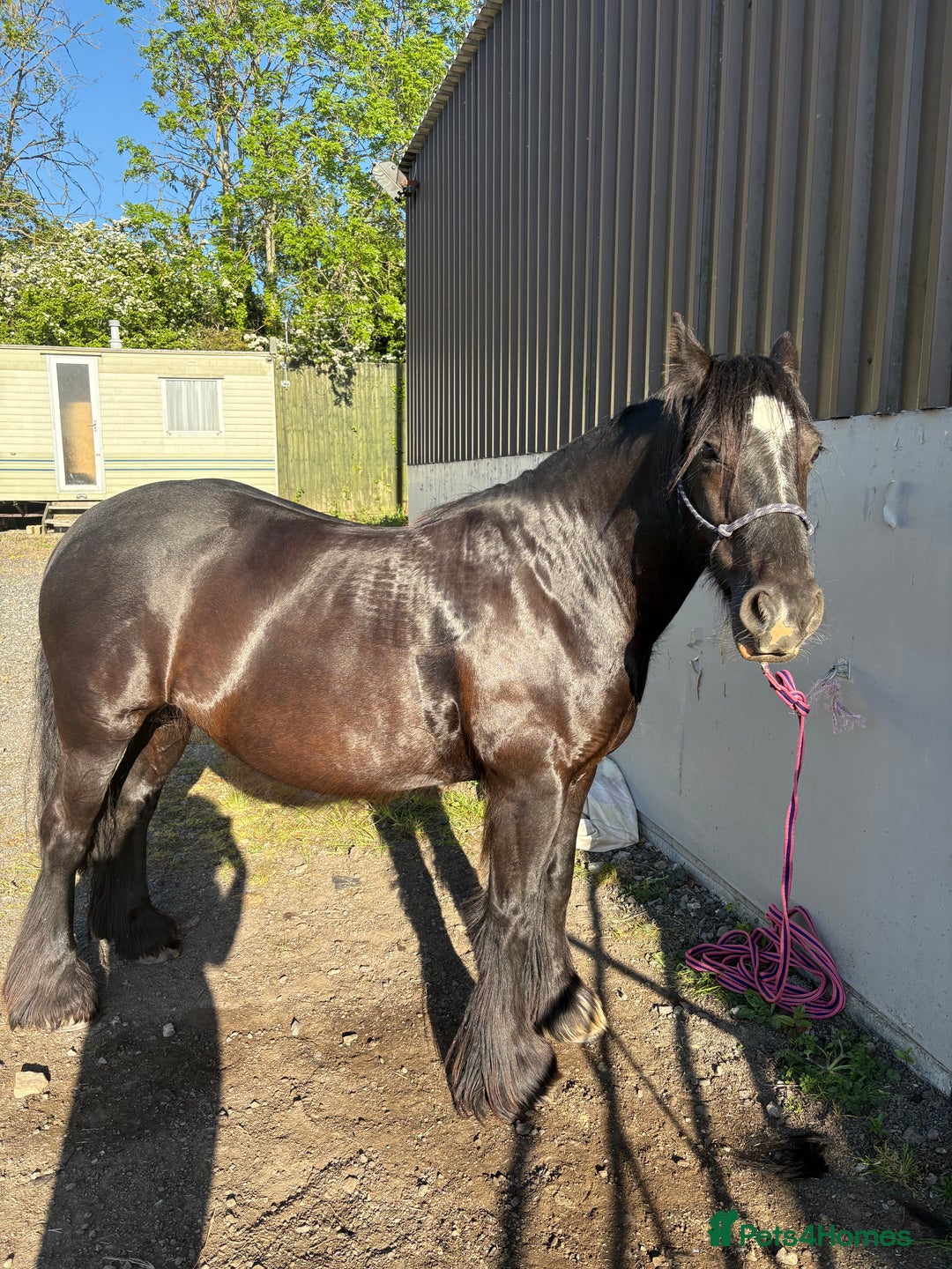 Other Breed horses for sale: Dales x Cob for sale - Image 6