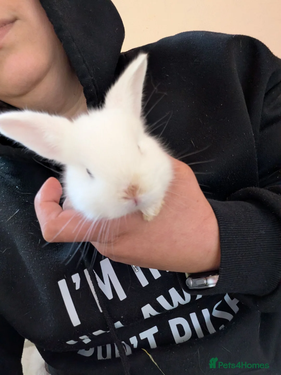 Mixed Breed rabbits for sale: 3 Neverland dwarf rabbits cross lop - Advert 2