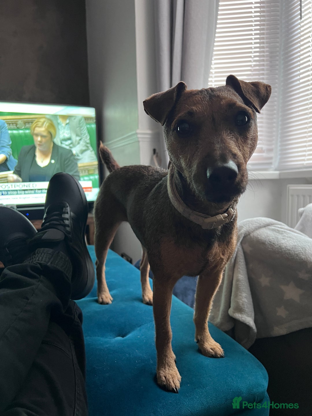 Patterdale Terrier dogs for sale: Patterdale girl  - Advert 6