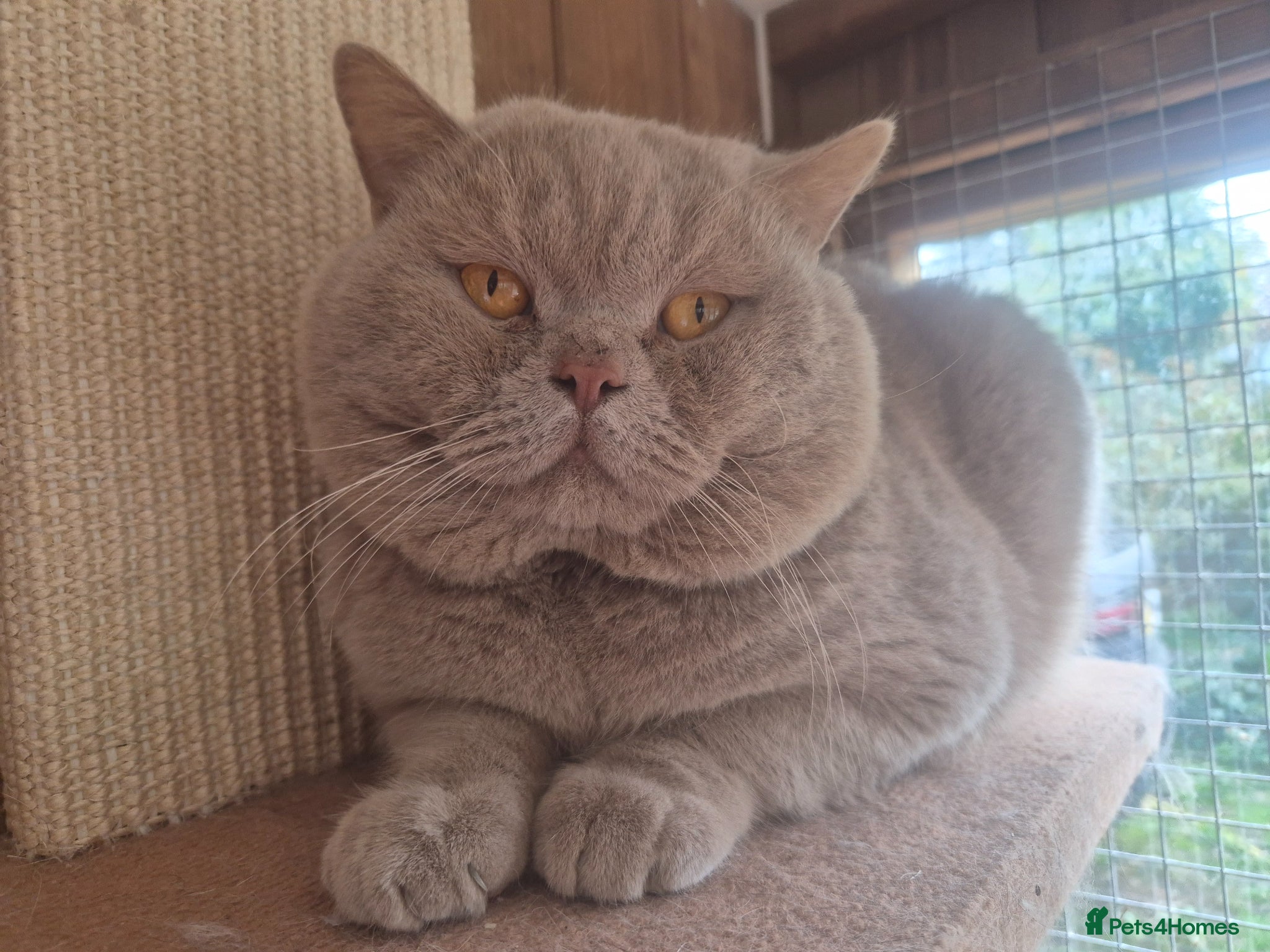 British Shorthair cats 💜 CHUNKY LILAC GCCF ACTIVE MALE FOR STUD 💜 - Advert 2