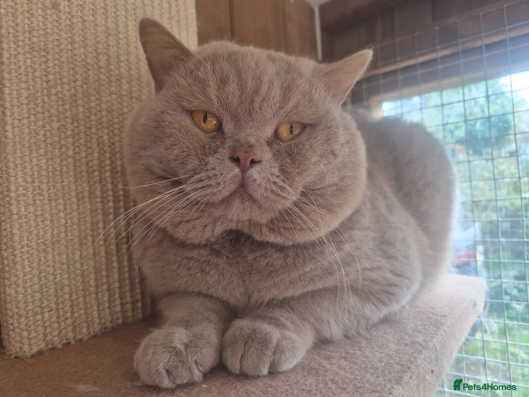 British Shorthair cats for stud: 💜 CHUNKY LILAC GCCF ACTIVE MALE FOR STUD 💜 - Advert 2