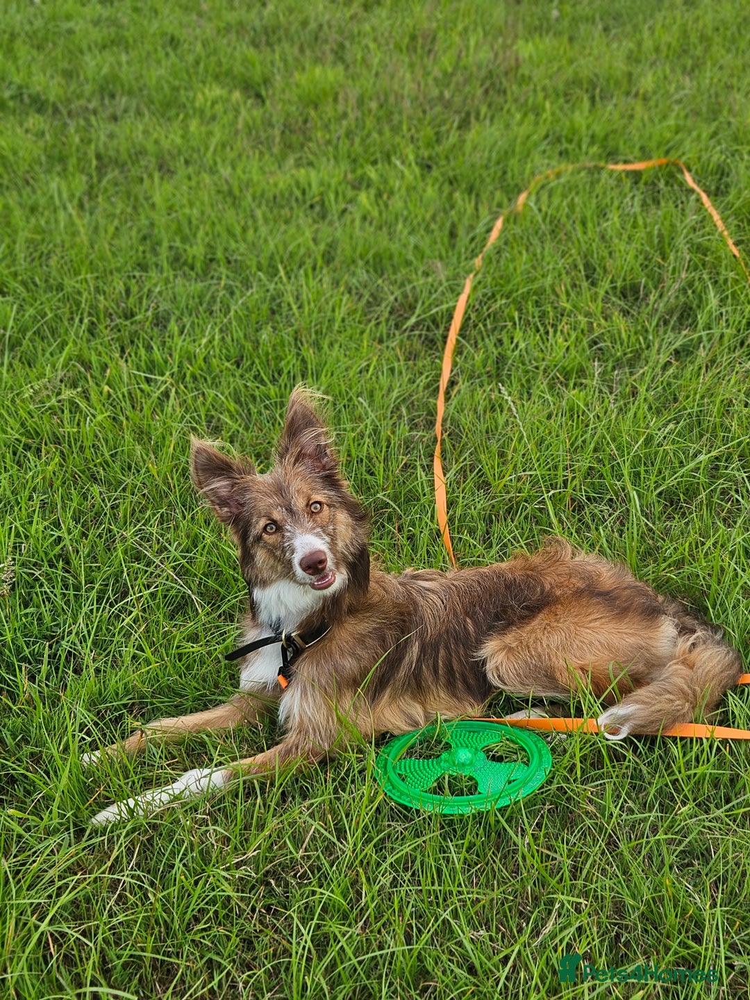 Border Collie dogs for sale: 8 Month Old Border Collie - Koa - Image 7
