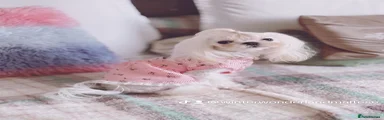 Bunni