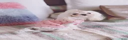 Maltese dogs for sale: 🌸adult Korean Maltese girl KC reg🌸 - Advert 4