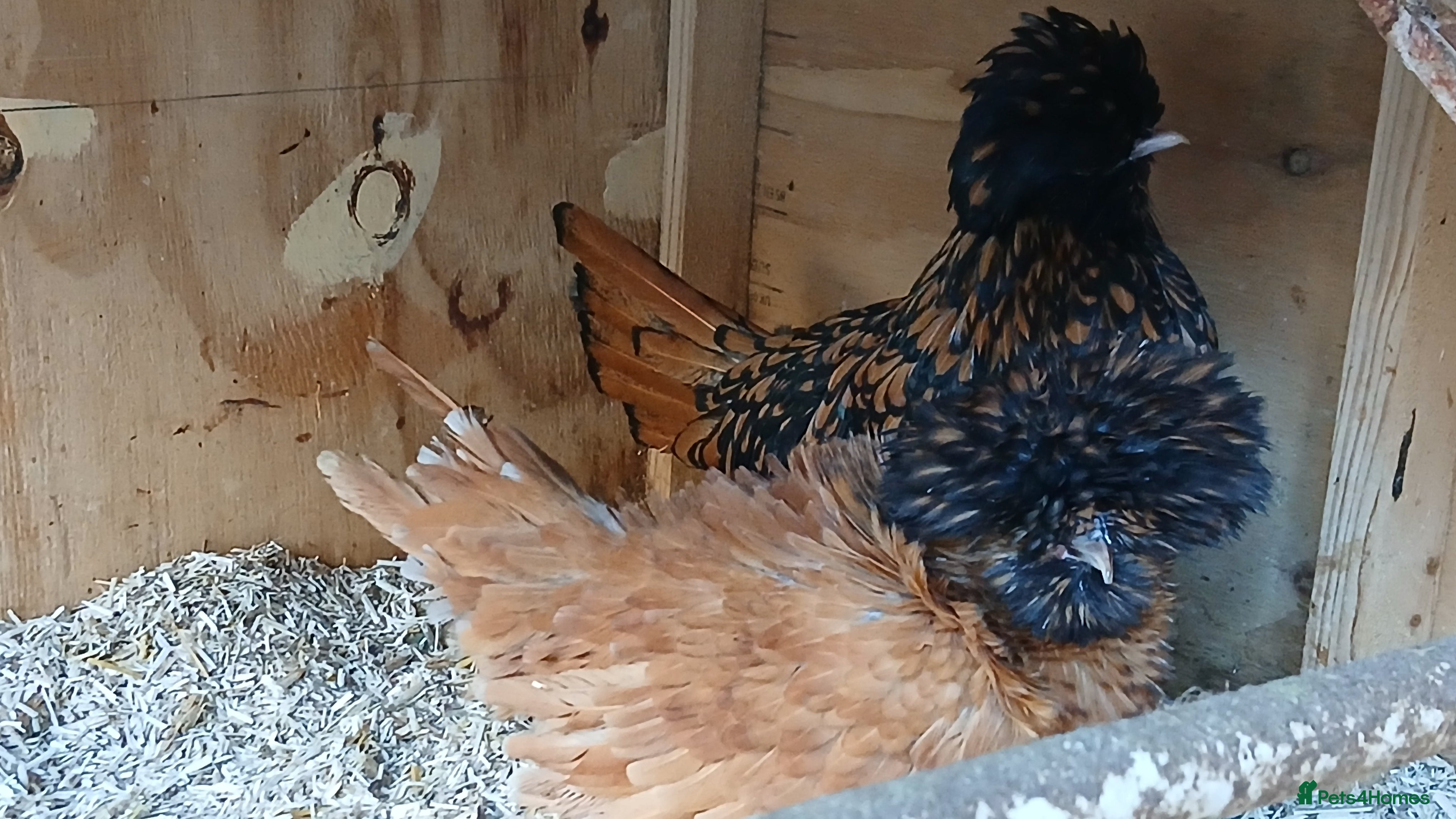 Chickens poultry 2 x polish punnets  - Advert 1