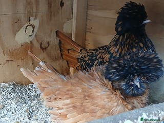 Chickens poultry 2 x polish punnets - Advert 1