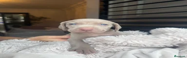 Miss Silver 