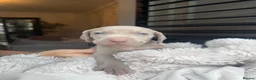 Weimaraner dogs for sale: 7 Weimaraner pups for sale ! - Advert 32