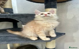 Maine Coon cats for sale: Pedigree TICA Registered Maine Coon Kittens - Image 19