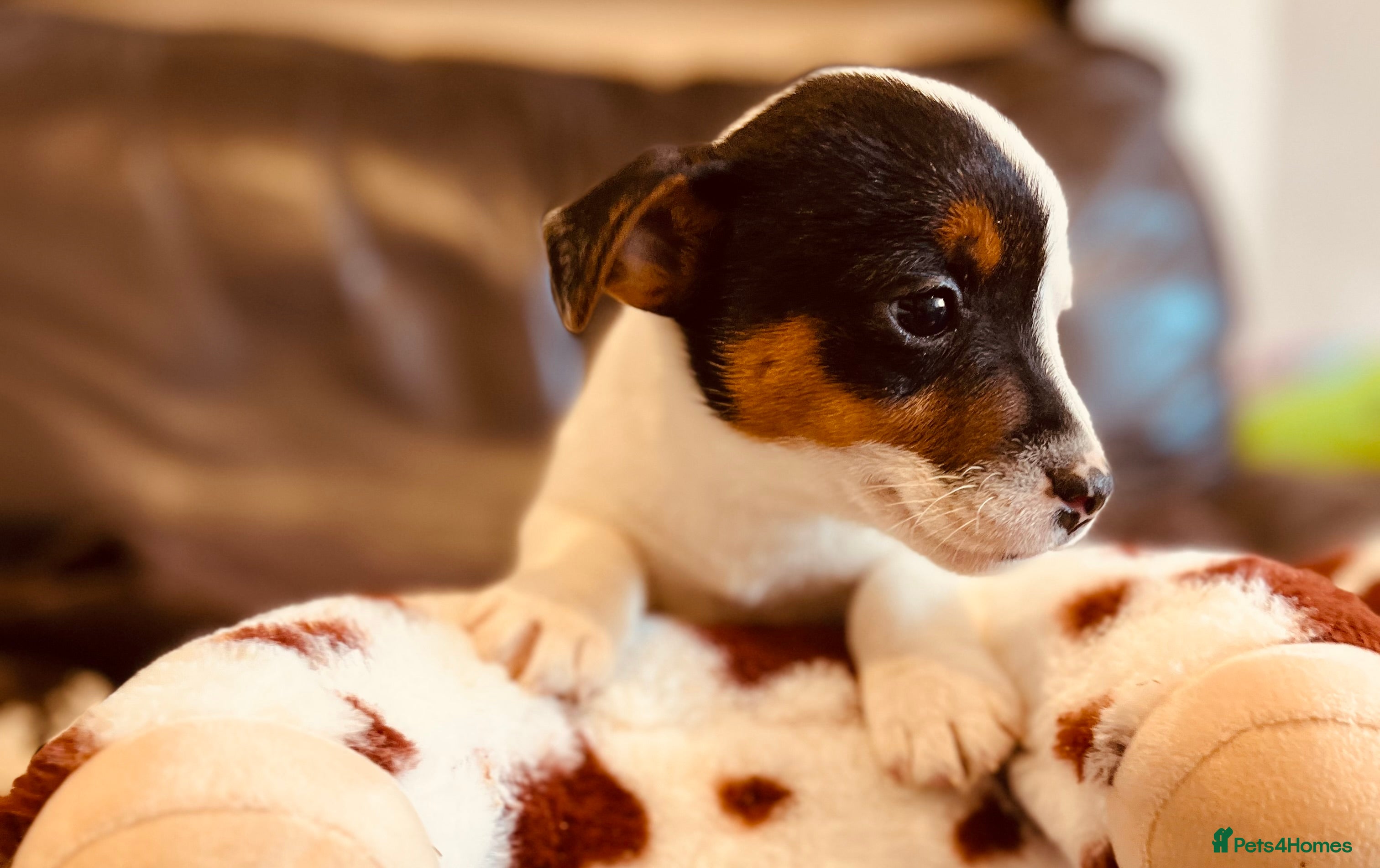 Jack Russell dogs Jack Russell Puppies - Advert 2