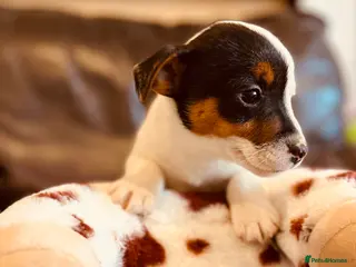 Jack Russell dogs Jack Russell Puppies - Advert 2