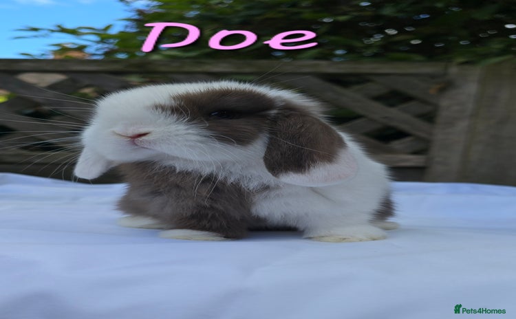 Mini Lop rabbits - Advert 2