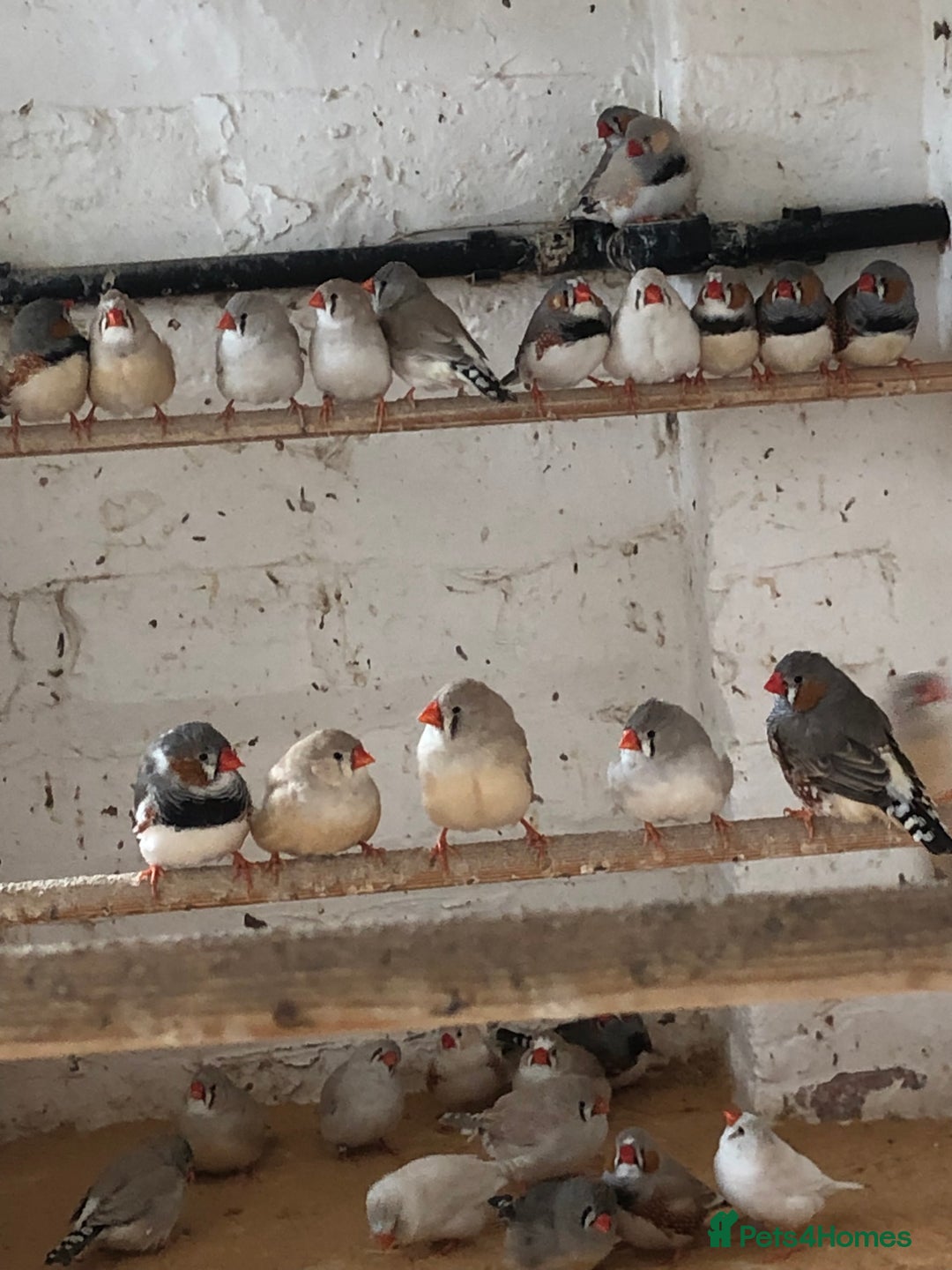 Finches birds for sale: Zebra finches for sale  - Advert 2