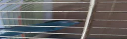 Parakeets birds for sale: For sale  - Advert 3