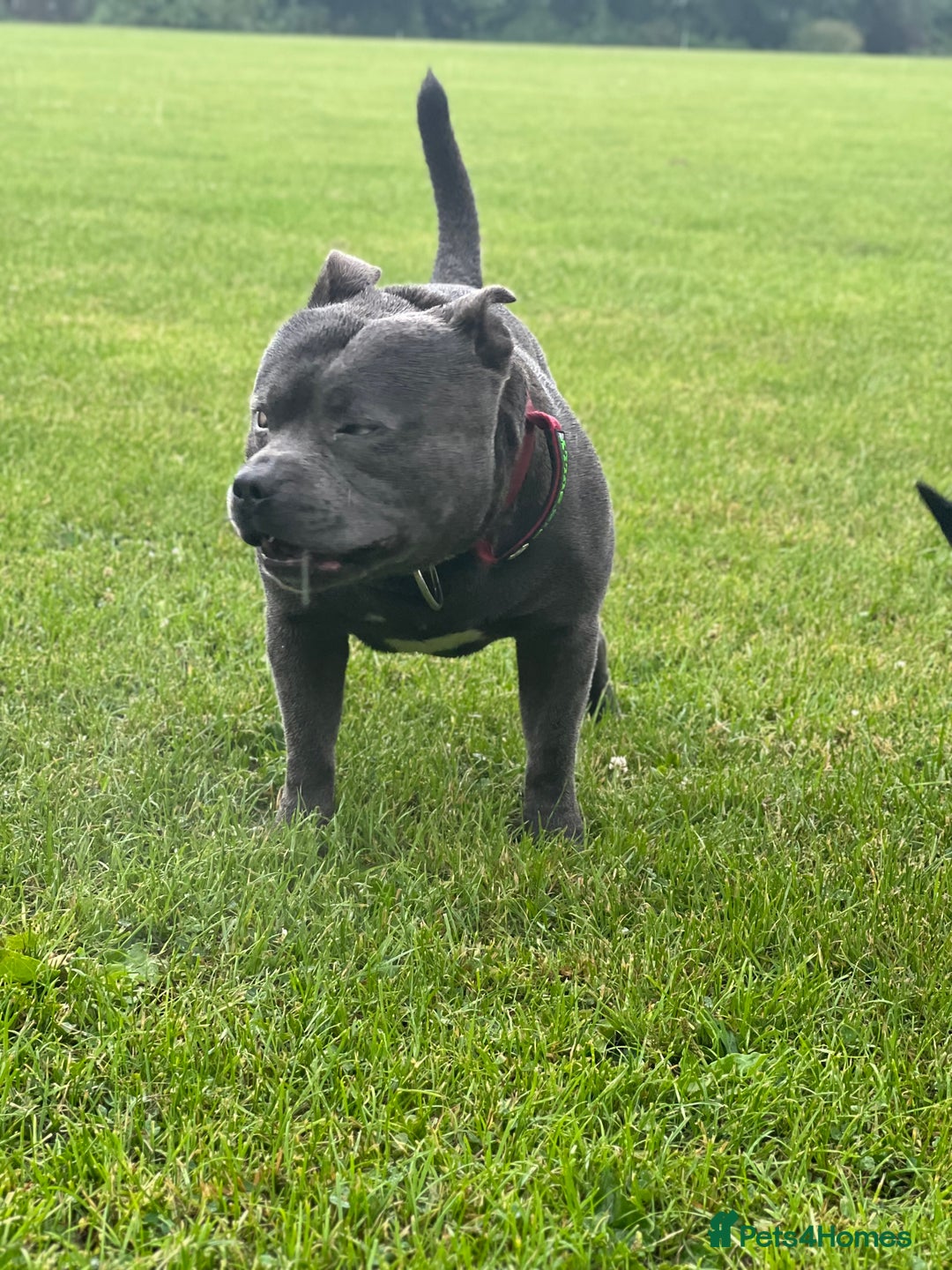 Staffordshire Bull Terrier dogs for stud: Proven KC Blue Boy For Stud in Whitley Bay - Advert 4