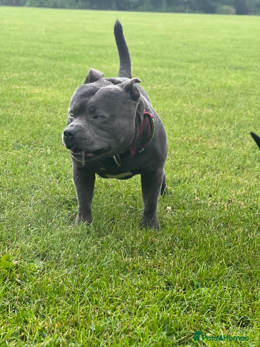 Staffordshire Bull Terrier dogs for stud: Proven KC Blue Boy For Stud in Whitley Bay - Advert 4