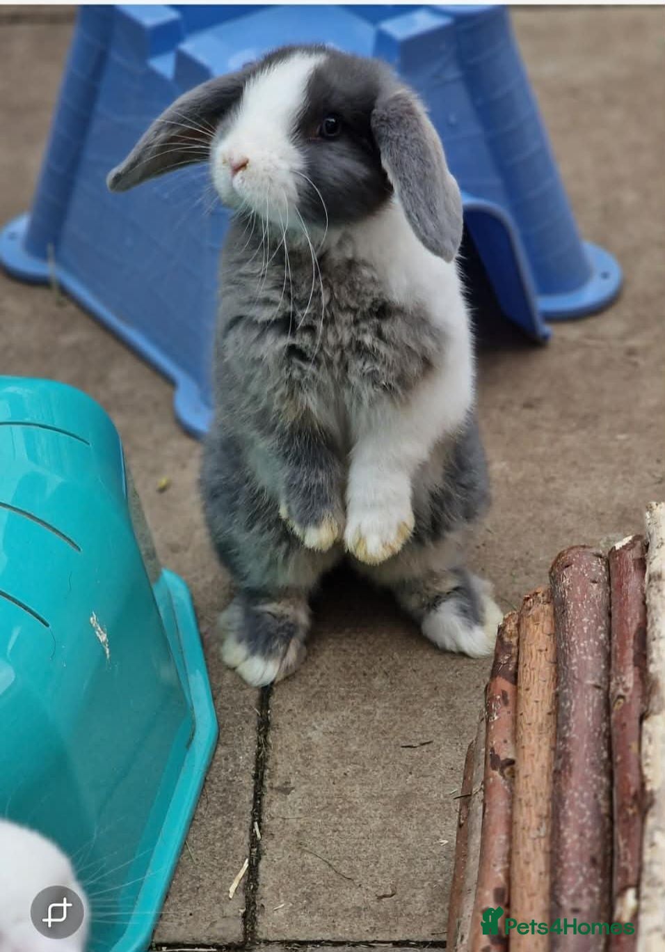 Mini Lop rabbits 🩵🤍 7 Weeks Blue Otter Split & Broken White🤍🩵 - Advert 1