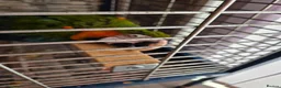 Macaws birds for sale: Harlequin macaw in Lewes - Advert 1