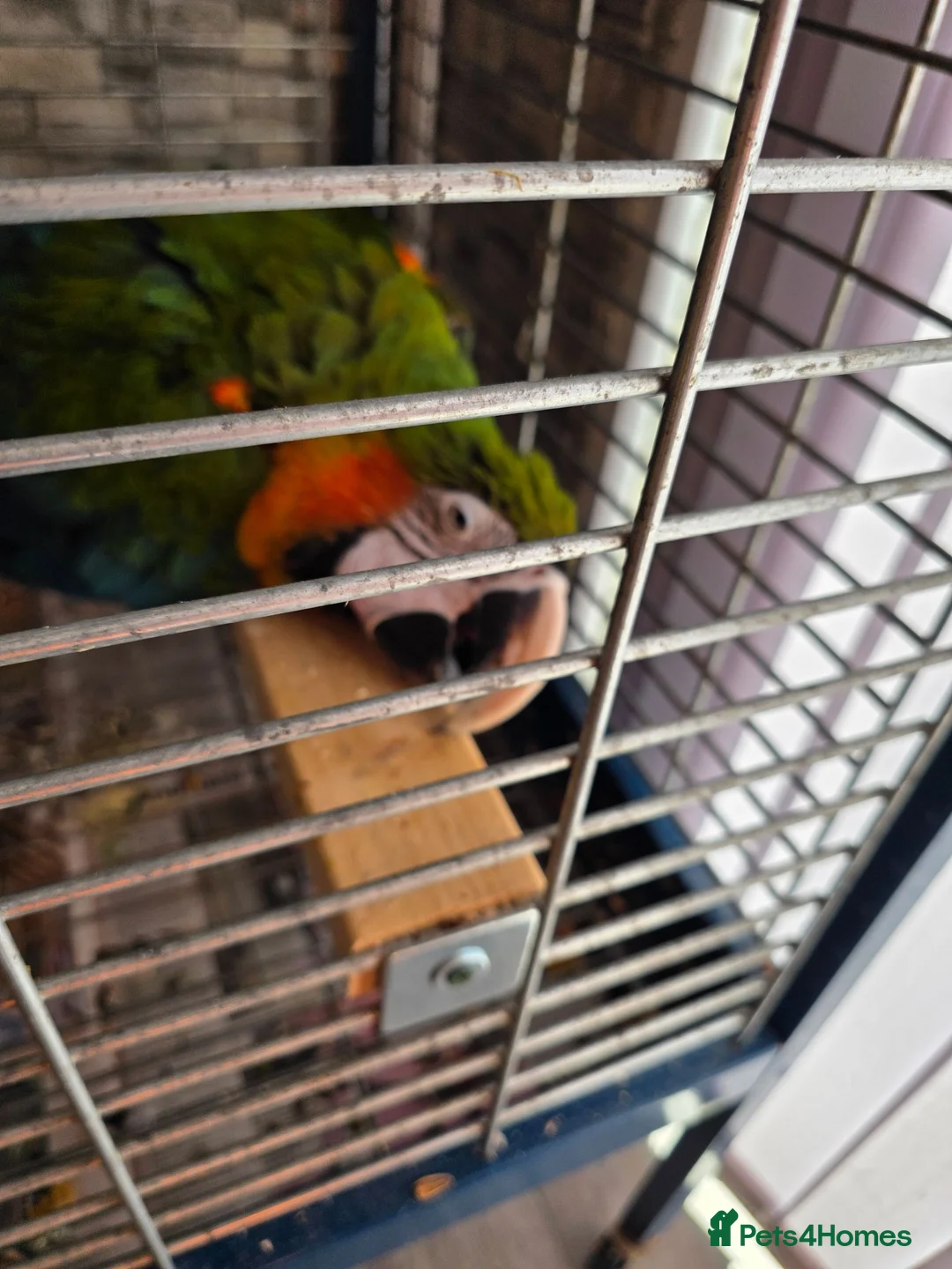 Macaws birds for sale: Harlequin macaw in Lewes - Advert 1