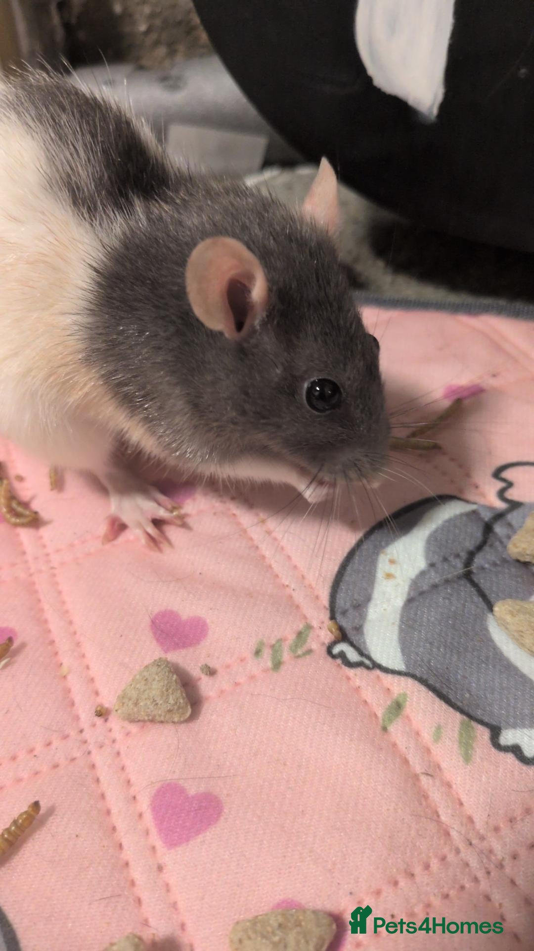 Rat rodents Single female rat - Advert 1